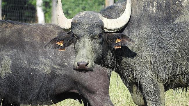 Το γερμανικό κρέας επιστρέφει σε ΗΠΑ και Καναδά: Άρση των περιορισμών για τον αφθώδη πυρετό