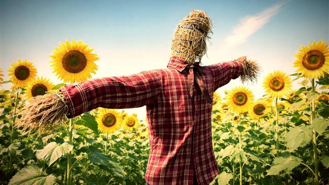 Η άνοδος του ηλιελαίου τραβά ανοδικά και την ελαιοκράμβη στις αγορές φυτικών ελαίων