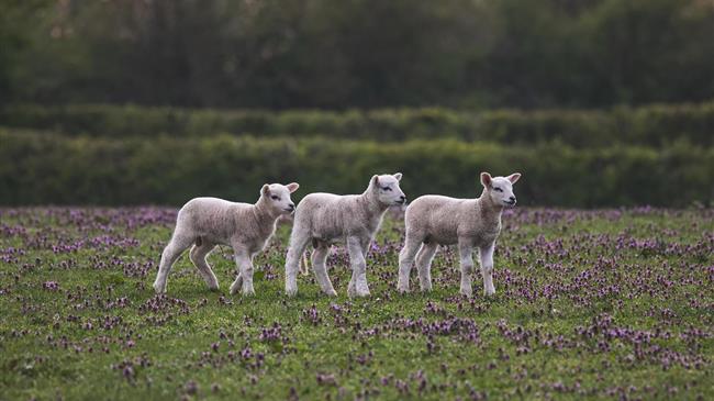 Κόκκαλης: Σε εκκρεμότητα η καταγραφή και αποζημίωση μολυσμένων ζωοτροφών σε μονάδες που επλήγησαν από την ευλογιά αιγοπροβάτων