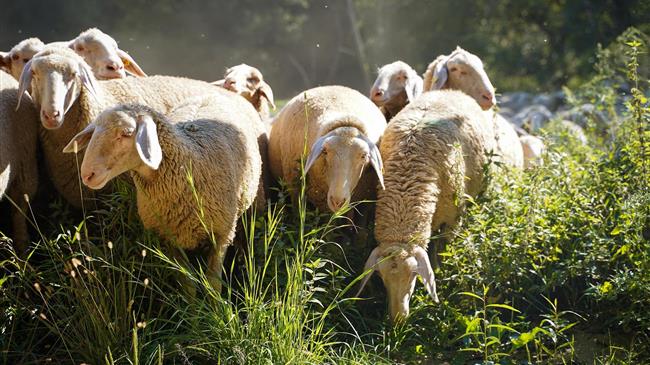 Νέα ενίσχυση του μηχανισμού του ΥΠΑΑΤ με 45 προσλήψεις για την αντιμετώπιση της ευλογιάς