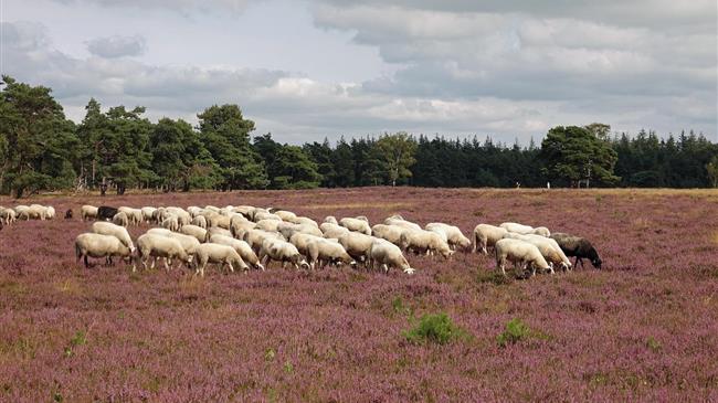 Αδιαφάνεια και πληρωμές σε μη κτηνοτρόφους