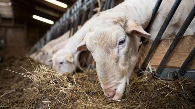 Στις 15 οι εκτροφές με αφθώδη πυρετό στη Λέσβο