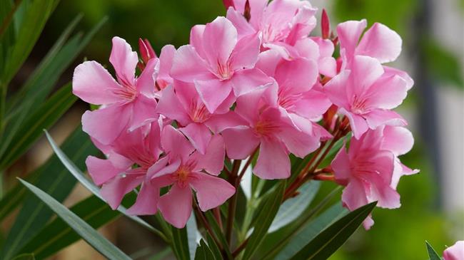 ΓΕΩΤΕΕ: Βεβιασμένη η οδηγία για οριζόντια απομάκρυνση της πικροδάφνης