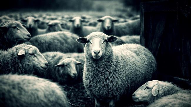 Πόσες ασθένειες προλαβαίνει μια καμπάνια των 2.000.000 ευρώ, πριν χαθούν τα ζώα