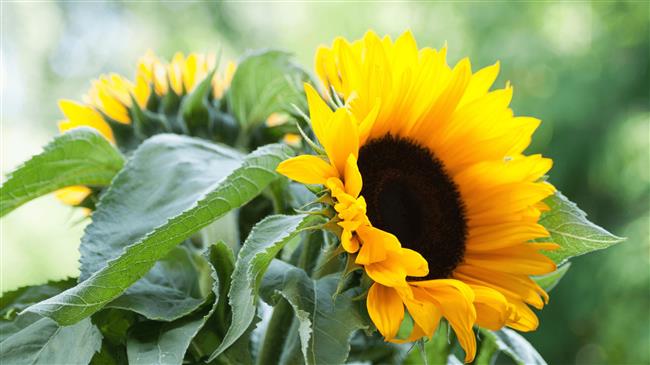 Σπορά το πρώτο και πιο κρίσιμο στοίχημα στον φετινό ηλίανθο