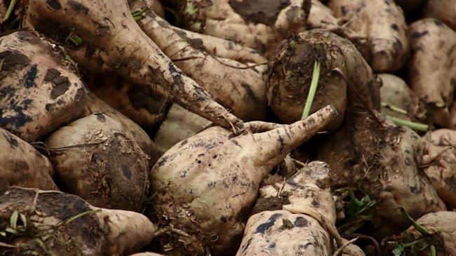 Έγκριση εισαγωγής γενετικά τροποποιημένων ζαχαρότευτλων από την ΕΕ