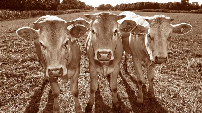 219 κρούσματα αφθώδους πυρετού σε βοοειδή σε βορειοδυτικές περιοχές της Κίνας