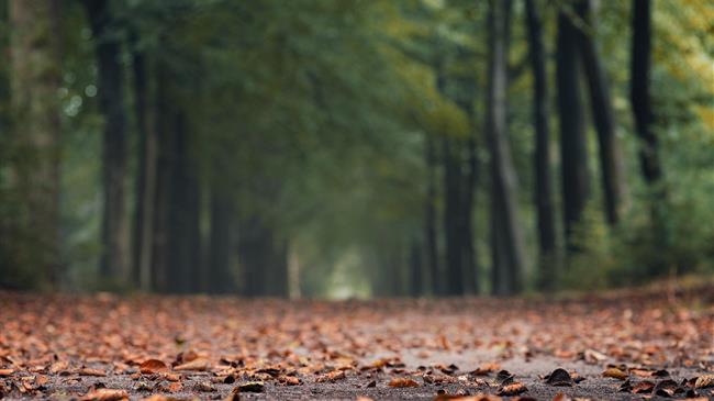 Η Γερμανία στο For Forest Group+: Ενίσχυση της Ευρωπαϊκής συνεργασίας για τα δάση