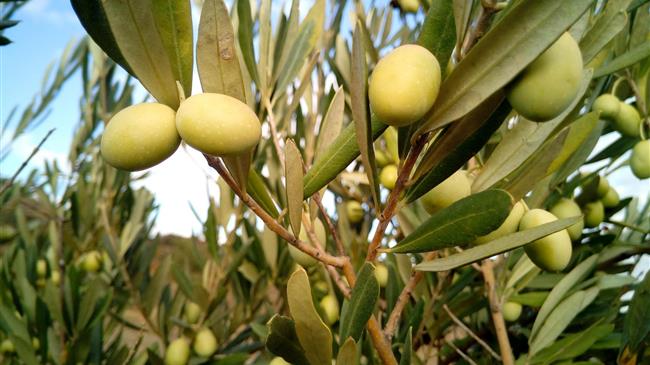 Κρήτη: Σεμινάρια για την αναβάθμιση της ποιότητας του ελαιολάδου