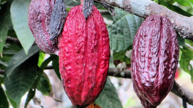 Η έλλειψη λιπασμάτων απειλεί την παραγωγή κακάο στην Ακτή Ελεφαντοστού