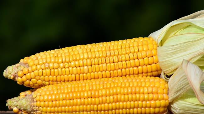 Τουρκία: Ποσοστώσεις για εισαγωγές 3 εκατ. τόνων καλαμποκιού έως τον Ιούλιο