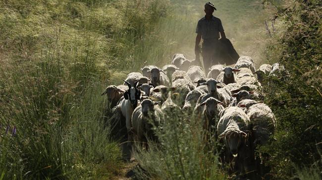 Σήμα κινδύνου από τους κτηνοτρόφους του Έβρου για τον αφθώδη πυρετό