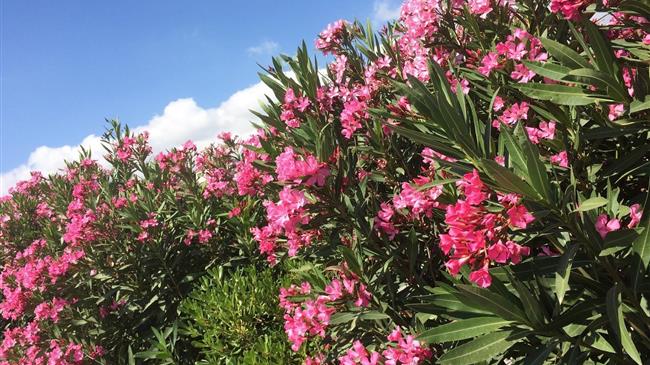 ΓΕΩΤΕΕ: Οι τελευταίες εξελίξεις σχετικά με την πικροδάφνη