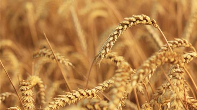 IGC: Μειώνει τις προβλέψεις για την παγκόσμια παραγωγή και κατανάλωση σιτηρών