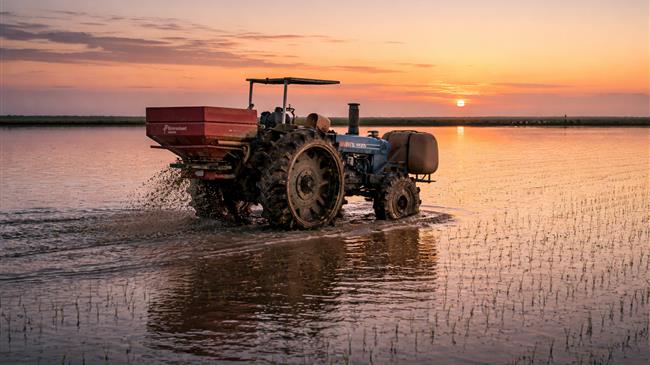 Το ρύζι και η ψευδαίσθηση της αφθονίας σε μια αγορά που δεν έχει αποτιμήσει το κόστος