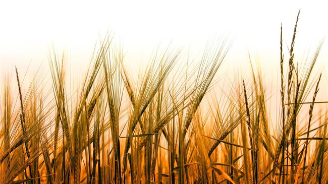 Πού κυμαίνονται οι τιμές του σιταριού στον κόσμο