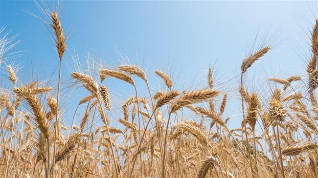 Μαύρη Θάλασσα: Οι επιθέσεις εκτόξευσαν το σιτάρι σε υψηλό διετίας