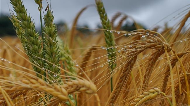 Οι βροχές του Μαΐου αναζωογόνησαν τις καλλιέργειες σιτηρών στην ΕΕ