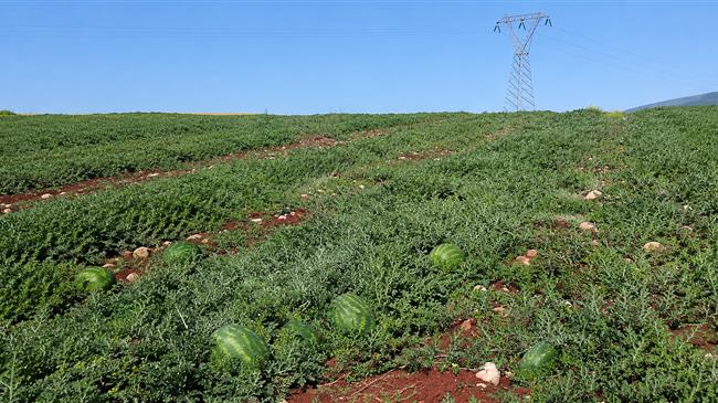 Ηλεία: Το καρπούζι μένει στα χωράφια και η τιμή υποχωρεί στα 7 λεπτά