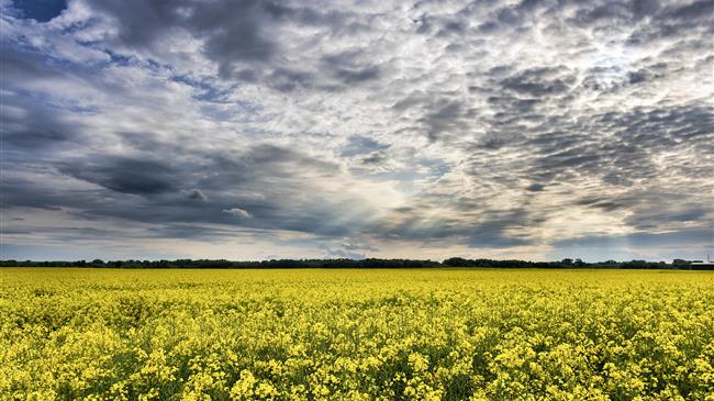 USDA: Παγκόσμιο ρεκόρ στην παραγωγή ελαιούχων σπόρων για το 2026/27