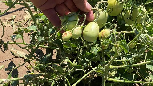 Β. Κόκκαλος από τα πλημμυρισμένα Φάρσαλα: Στην εξαθλίωση ο αγροτικός κόσμος, να αλλάξει τώρα ο κανονισμός του ΕΛΓΑ»