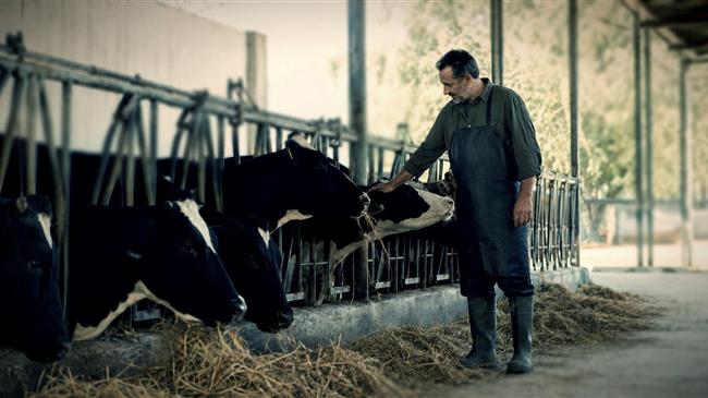 Αγελαδινό γάλα: Οι καύσωνες πιέζουν την παραγωγή και το γιαούρτι ακριβαίνει κατά 4,7%