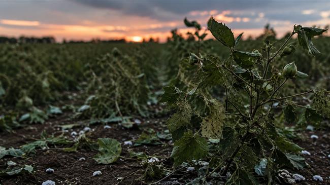 Κ.Αλεξανδρής: Νέα καταστροφή σε 25.000 στρέμματα, παλιές υποσχέσεις χωρίς αντίκρισμα