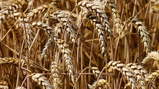 Τυνησία: Αγόρασε 100.000 τόνους μαλακού σιταριού με αυστηρότερους όρους