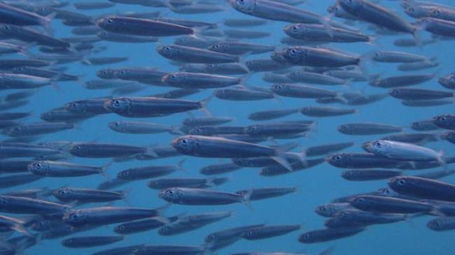New Adriatic Sea fisheries unit inaugurated in Split to strengthen science-based fisheries management