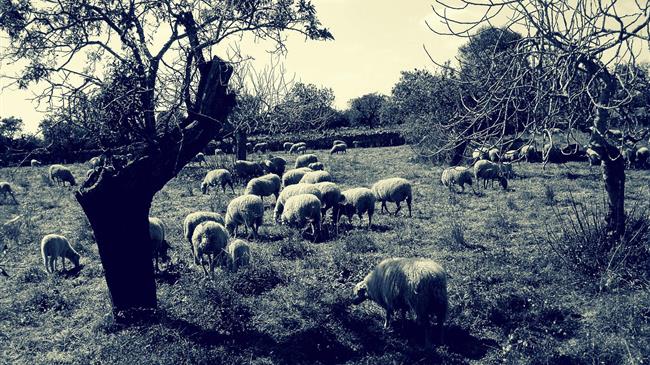 Η Κύπρος σχεδιάζει την κτηνοτροφία του 2038 και η Ελλάδα ακόμη μετρά τις πληγές της