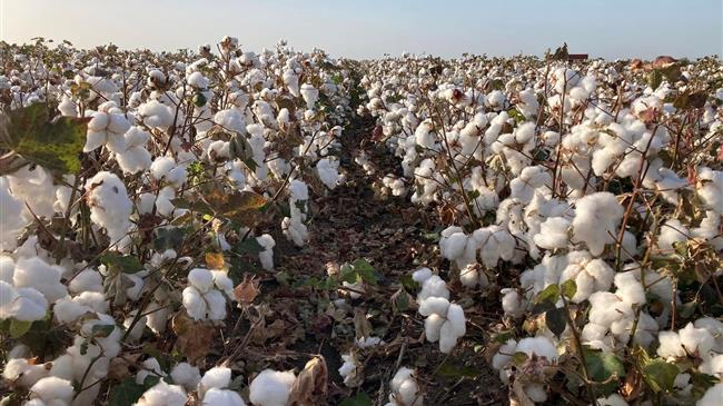 Βαμβάκι: Τι απέγινε το πριμ άνθρακα μετά το ραντεβού ;